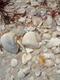 Photography--Digital-LandscapeClam Pass Shoreline