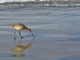 Photography--Digital-SeascapeLa Jolla Sandpiper