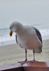 Photography--Digital-SeascapeThe La Jolla Gull