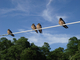 Photography--Digital-LandscapeBirds on the Bow II
