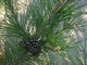 Photography--Digital-LandscapeAmagansett Beach Pines II