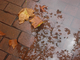 Photography--Digital-LandscapeAfter August Rain