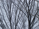 Photography--Digital-LandscapeSnowy Branches I