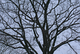 Photography--Digital-LandscapeSunday Tree