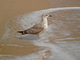 Photography--Digital-LandscapeSpeckled Gull - Ft. Lauderdale 