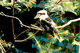 Photography--Color-NatureKookaburra