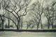 Photography-Central Park Winter I