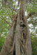 Photography--Digital-LandscapeThe Hammock Tree