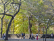 Photography--Digital-LandscapeFifth Avenue and the Park