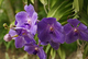 Photography--Digital-LandscapeBonnet House Courtyard Orchids