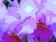 Photography--Color-NatureOrchid Close-up
