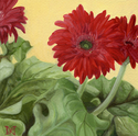Age%20%28Gerbera%20Daisies%202%29 (thumbnail)