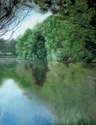 Cedars%2C%20Reflections (thumbnail)