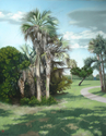 Atalaya%20Palmettos (thumbnail)