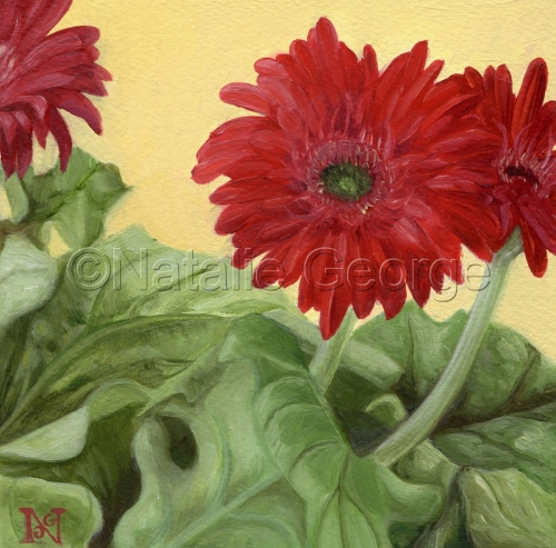 Age%20%28Gerbera%20Daisies%202%29 (large view)
