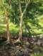 Painting--Oil-LandscapeArboretum Creek Study