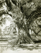 Drawing--Charcoal-LandscapeSlowly, into Glory (Drawing)