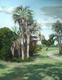 Painting--Pastels-LandscapeAtalaya Palmettos