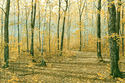 A%20Trail%20of%20Gold (thumbnail)
