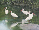 Painting--Oil-WildlifeBirds of a Feather
