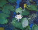 Painting--Oil-BotanicalLocal Beauty