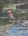 Painting--Oil-WildlifeKeen Eyed Youth