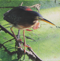 Painting--Oil-WildlifeForaging Heron