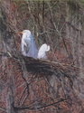 Painting--Oil-WildlifeNest in the Branches