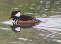 Painting--Oil-WildlifeThe Winter Guest