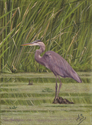 Painting--Oil-WildlifePerched Great Blue