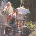 Painting--Oil-Wildlife