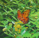 Jan Sasser - "Backyard Beauty"