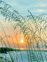 Print Making--Giclee-SeascapeSea Oats at Sunrise