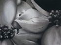 Magnolias (thumbnail)