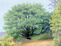 Painting--Pastels-WesternThe Tree (Foggy Requiem)