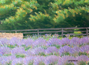 Painting--Pastels-LandscapeFirst Day Of Summer (study)