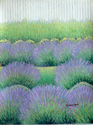Painting--Pastels-LandscapeLavender Rhythm