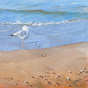 Gull%20on%20beach (thumbnail)