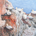 Gulls%20on%20Cliffface%2C%20Helgoland (thumbnail)