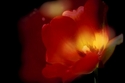 Photography--Color-FloralThe Phoenix