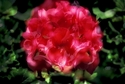 Photography--Color-FloralGeranium Cloud