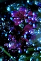 Photography--Color-FloralMermaid's Garden