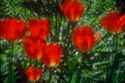 Photography--Color-FloralCandles in the Woods