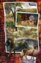 Safari of Lost Photos - Lions