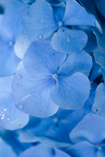 Photography-Nature-#3942-Blue