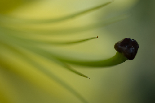 Photography-Oriental Lily