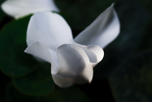 Photography-Floral-#3976 White Cyclamen