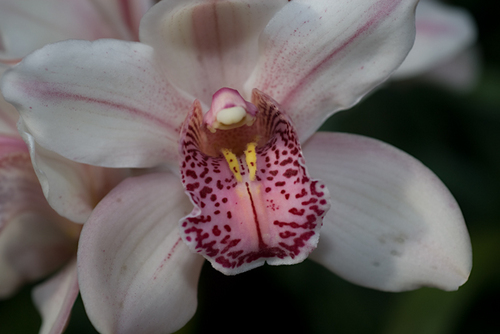 Photography-Floral-#3979 Orchid