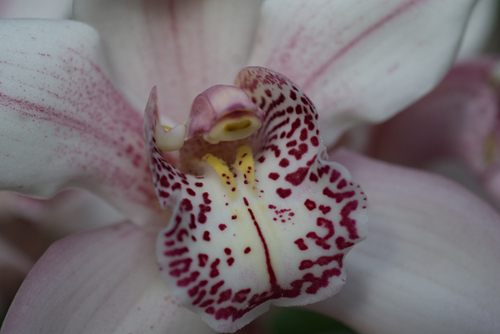 Photography-Floral-#3983 Orchid