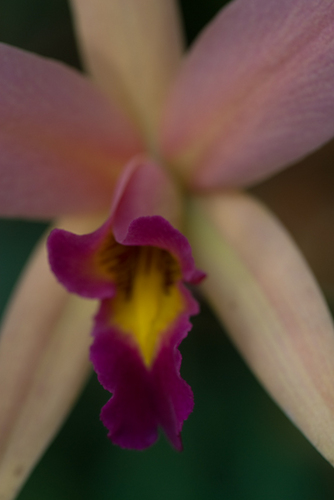 Photography-Floral-#3986 Orchid